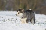 ALASKAN MALAMUTE 246